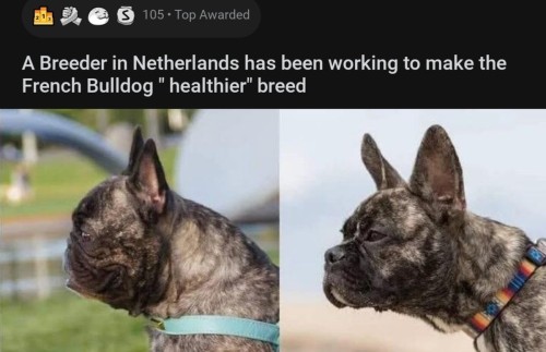 headspace-hotel:rpmaniac:jlegaspi178:histerinae:  jlegaspi178:  urbanfantasyinspiration:My God they actually look like dogs now Lord, the changes! DO PUGS NEXT!!!   ACTUALLY! A breeder in Germany started to breed healthier pugs called “retro mops”