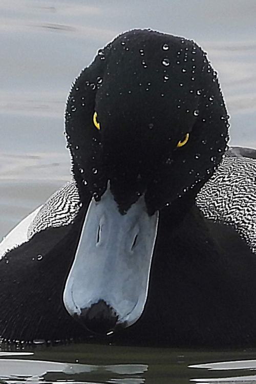 DARTH DUCK Photo by Leslie O'Rourke