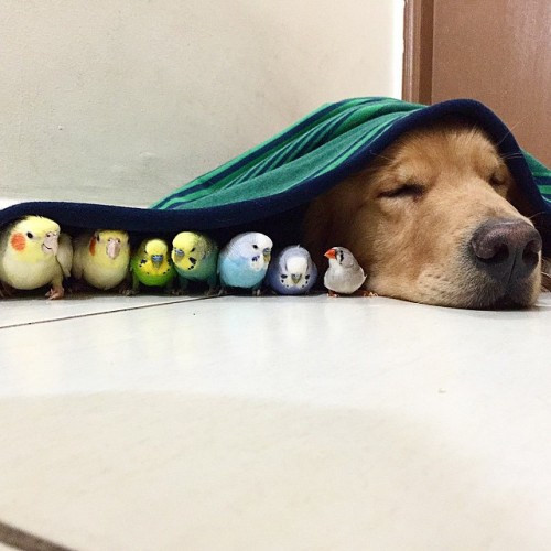 tastefullyoffensive:  Bob the golden retriever is best friends with eight birds and a hamster.(photos via @bob_goldenretriever/imgur)