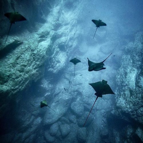 From @fredbuyle. Eagle ray aggregation in Azores. Every year in summer we can observe eagle rays get