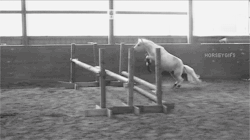 ridingmyown:  otteventer:  landofjules:  Pony got more hops than some horses  look at that airtime. look how long his knees stay tucked. this pony is legitimately flying  omg 