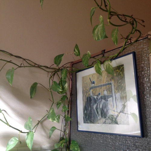 salma:  when i first lived with my aunt 11 years ago this plant was less than 5 cm!! 