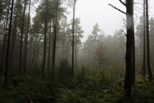 Fog in the Forest,Tyrebagger by Alan Longmuir. on Flickr.