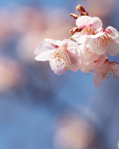 春が来ちゃったみたいだね。#寒桜 #いこいの森公園 (西東京いこいの森公園) www.instagram.com/p/CLBIjpjFNGE/?igshid=190di1nte2swc