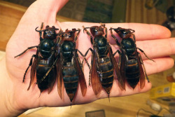 phoenixfire-thewizardgoddess:  tempestpaige:  buzzfeed:  China has a major wasp problem right now. Over the past three months, 21 people have died as a result of wasp stings in the province of Shaanxi alone. The killer variety responsible is thought
