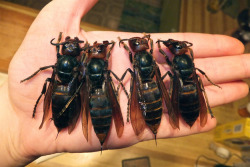 sixpenceee:  China has a major wasp problem