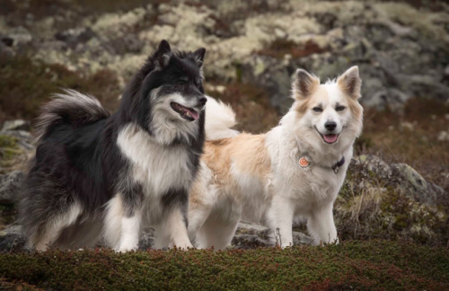 handsomedogs:Valkyrja and Jarl by Jorgen Metzdorff