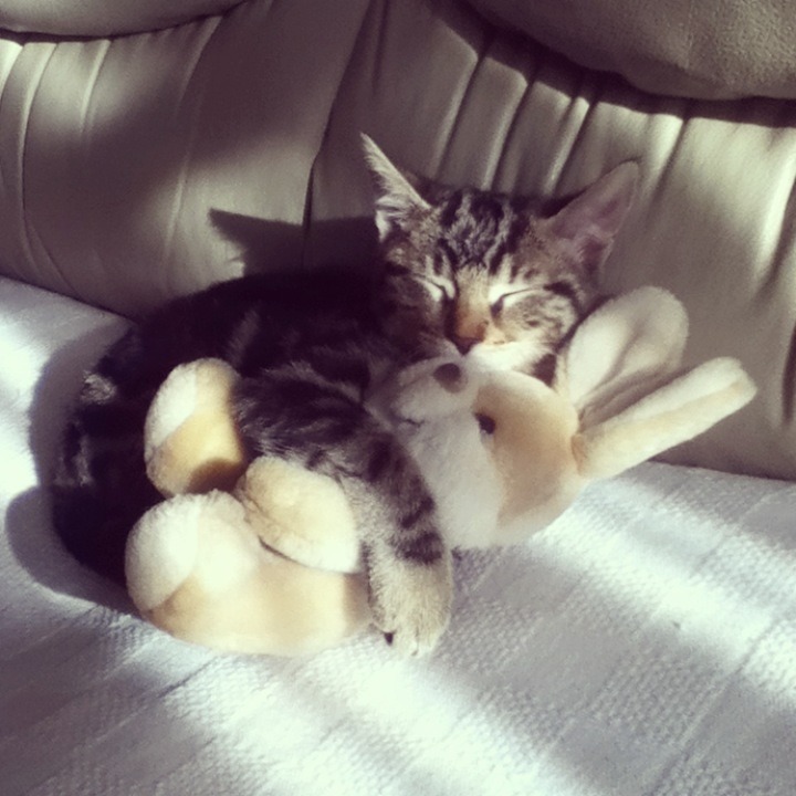 soy-feliz-como-un-pony:  Bueno aquí les presento a mi gata mucha personas dicen