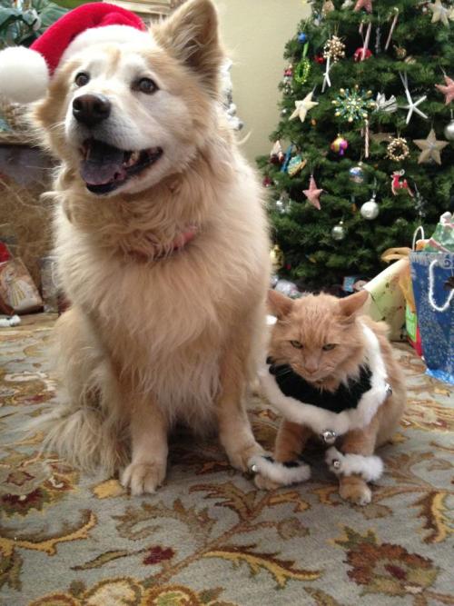 takeru-amati:  magicalnaturetour:  Ho! Ho! Ho! by Grnot via reddit ~ That cat has about as much Christmas spirit as I do. :)  Merry Christmas!