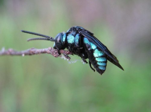 onenicebugperday:Neon cuckoo bee, Thyreus nitidulus, Apidae, found in Australia and north into 