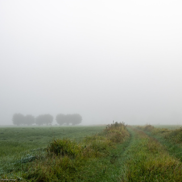 Morning stroll