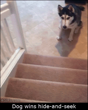 southernsnowdogs:  Seriously, hide and go seek is really fun with huskies 