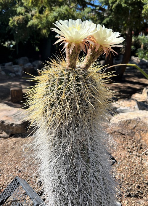 Trichocereus bertramianusThis tall, bristly-spined cactus is part of the Trichocereus tarijensis gro