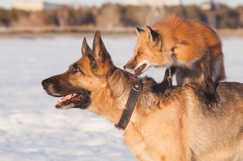 everythingfox:It’s a fox riding a dog, it doesn’t get any better