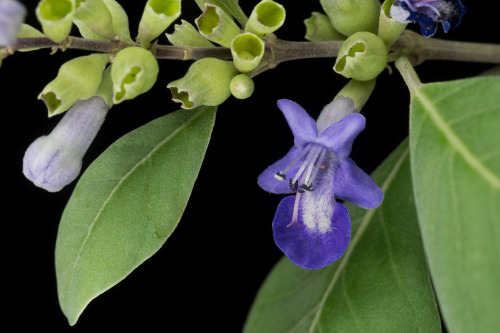 Vitex rotundifolia, the beach vitex, is one of Hawaii’s native plants which grows at seashores throu