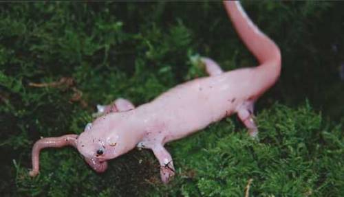 dimetrodone:One of the worst things I’ve ever seen are artificially induced metamorphized Axolotls 