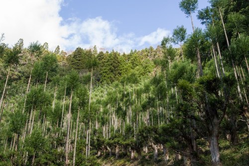  Kitayama cedar 