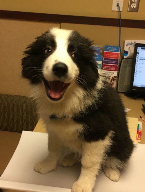 cuteanimalspics:Jackson really likes my jokes.