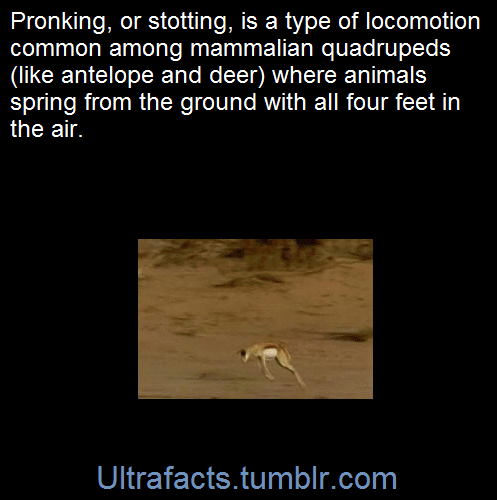 ultrafacts:    Although explanations are offered here, nobody is actually quite sure