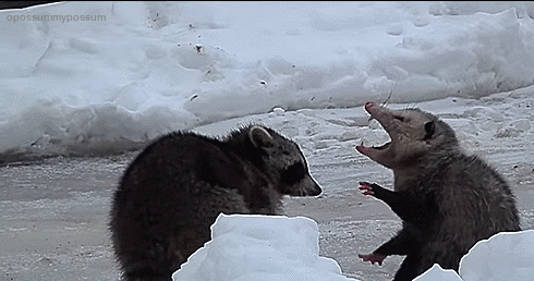 iguanamouth:  do . do y ou mean. this toad and, this possum because this whole thing got wildly out of hand and if thats not what you meant i dont kno w what to tell you because PLACE YOUR BETS 