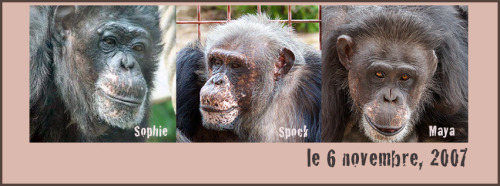 36 year old Maya, 37 year old Spock and the late dear Sophie all arrived on November 6, 2007 from the Quebec City Zoo. All three were born in captivity in Norman, Oklahoma at The Institute for Primate Studies Inc. The three of them were then sold to...