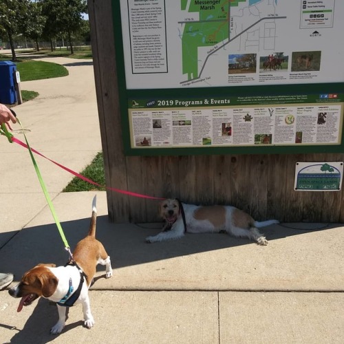 Daisy and Odie had a blast on their 1st trip to Messenger Marsh! They were pretty tired by the end h