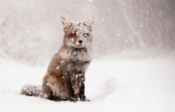 mirkokosmos:  Foxes in Snow  your He@rt needs J0y