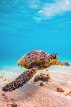 lsleofskye:Hawaiian Green Sea Turtle