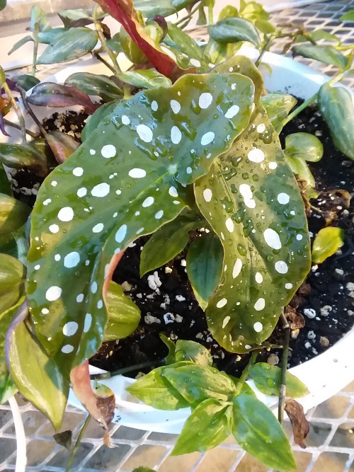 New Polka Dot Begonia in a pot with inch plant! We had all these cuttings and just kinda&hellip;