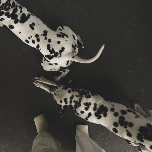 Aries.