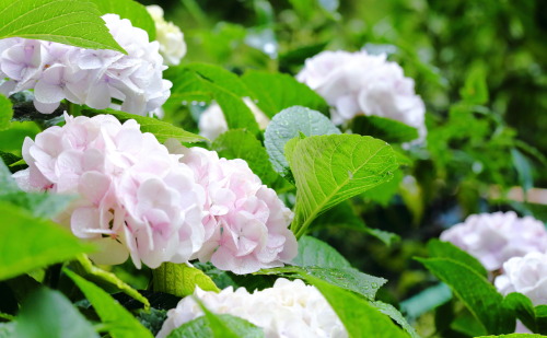 kaoru-sakurazaka: Hydrangea / from Own House Garden, Osaka - Jun. 12, 2016