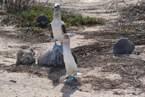 Galápagos Islands Part Two.There is an abundance of bird life on the islands, these photos represe