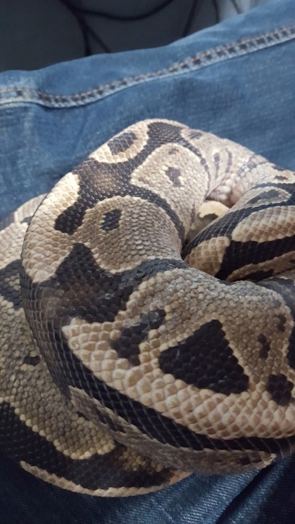 anuthesnek: Little ball of noodle :)