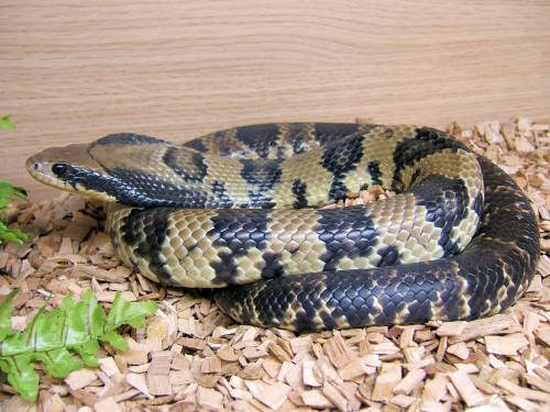 snakeoftheday:Todays Snake Is:The False Water Cobra (Hydrodynastes gigas) is a mildly venomous speci