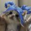 pellowblue