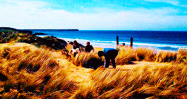 harrypottergif:  Deathly Hallows Part 1 + scenery