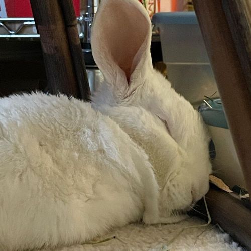 The dewlap is an L shape! #bunny #bunnies #petrabbit #bunblr #bunstagram https://www.instagram.com/