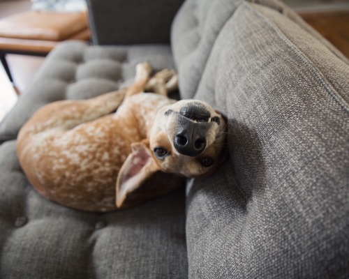 Oh hi✋! Finally moved into my new house…I haven’t owned a couch in 4 years, feels right (Nashville, TN)