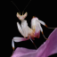 breakingbug