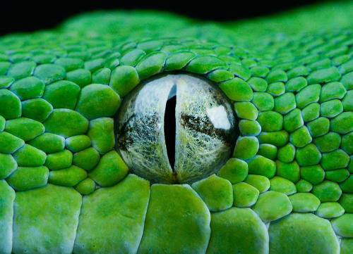 earthlynation:  (via 500px / GTP EYE by Henrik Vind)