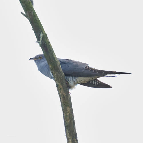 It can now be heard everywhere here: the call of the cuckoo. Usually far away from the top of a tree