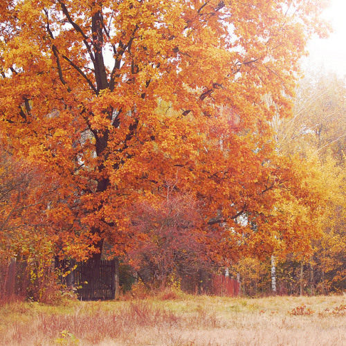 cozyautumnchills: October by anexxx on Flickr.