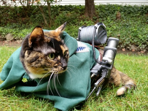 animechase:  Amazing Attack on Titan Cat CosplayAnime: Attack on Titan (Shingeki no Kyojin)Description: This amazing cosplay costume was actually hand made by this cat’s owner. Show the Artist some love, and visit their page for even more costumes!-