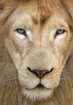 beautiful-wildlife:  Lion’s Gaze by Derek