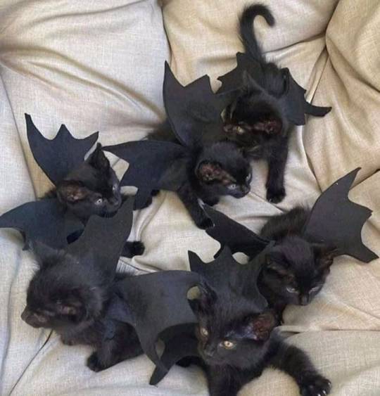 halloween cats in training 📷 by AwwCatsDotCom