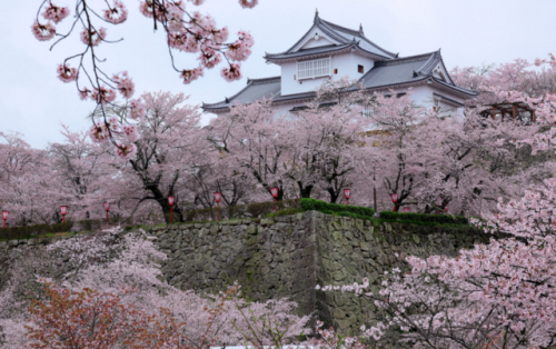 kvnai:孤獨在守望 ~ Castle surrounded by sakura cherry blossoms @ Tsuyama , Okayama 津山城城跡 ~ by PS兔~兔兔兔~