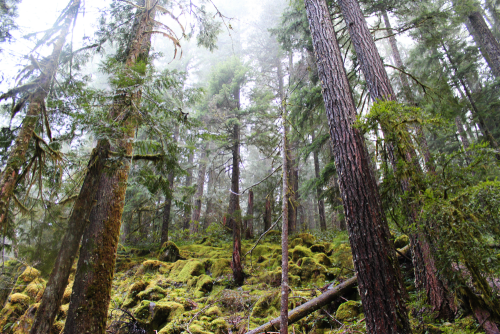 bright-witch: Hinterlands V ◈ Pacific Northwest photography by Michelle N.W. ◈ ◈ Print Shop ◈ Blog ◈