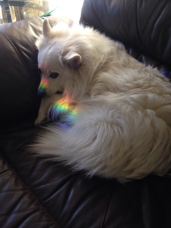 sinnamonrollpetricca:  Majestic rainbow dog