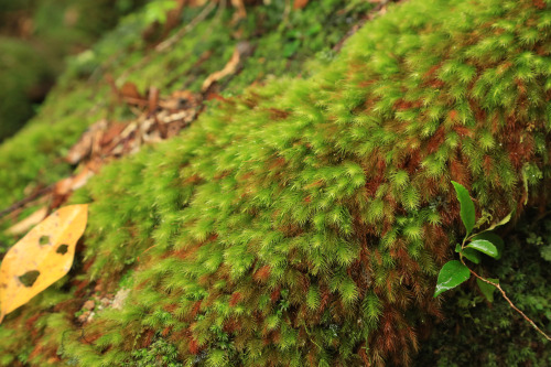 Unforgettable beauty - Photos from last summer in Yakushima. Inspiration for MOSS FOREST collection.