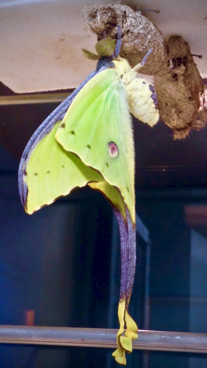 African Moon Moth (Argema mimosae) ♂